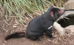 Tasmanian devil at Bonorong